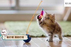 娱乐吃瓜酱不如猫,揭秘娱乐圈幕后真相